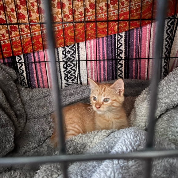 ๐ท Meet your Posher, Rachel ๐ฟ๐พ โ๏ธ โ๏ธ โ๏ธ - Picture 14 of 17